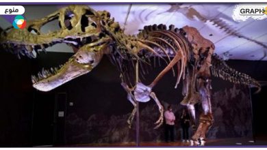 بيع هيكل عظمي لديناصور متحجر في أمريكا
