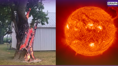 شاهد|| صاعقة أسخن من الشمس بـ10 مرات تحول شجرة لرماد