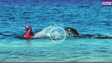 فقمة تهاجم امرأة في البحر وزوجها يصور الحادثة (فيديو)