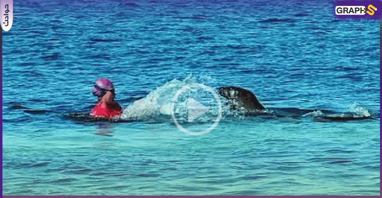 فقمة تهاجم امرأة في البحر وزوجها يصور الحادثة (فيديو)
