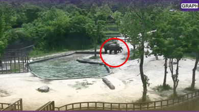 بالفيديو.. فيلان ينقذان صغيرهما من الغرق