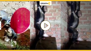 خطف 3 قرود من محمية بالكونغو .. الفدية أو إنهاء حياة تلك الحيوانات بطريقة مؤلمة -فيديو