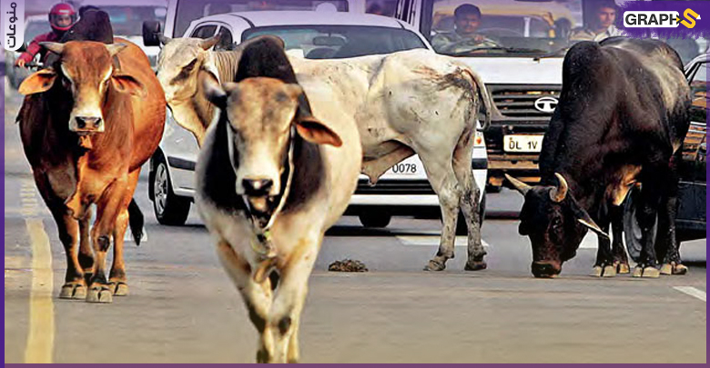 الأبقار تولد الكهرباء في الهند
