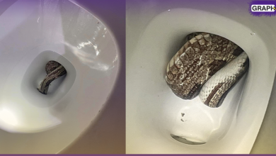 رجل أمريكي يعثر على ثعبان كبير في مرحاض منزله