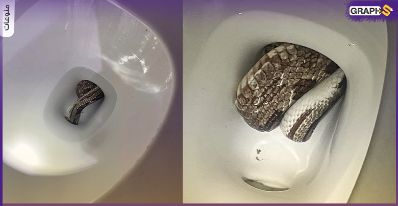 رجل أمريكي يعثر على ثعبان كبير في مرحاض منزله