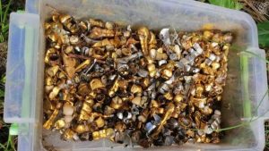 شاهد.. العثور على صندوق من الأسنان الذهبية المقطوعة من الأوكرانيين في غرفة تعذيب روسية 