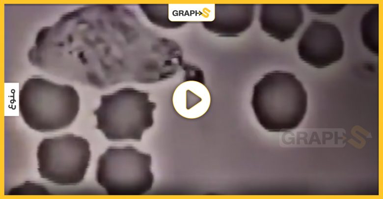 مشهد مذهل لخلية دم بيضاء تطرد البكتيريا في جسم الإنسان -فيديو
