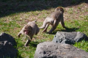 القرود "قد تتطور إلى جنس جديد شبيه بالإنسان" بحسب آخر دراسة