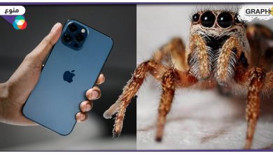بالفيديو|| العنكبوت يمكنها أن ترى الليزر غير المرئي من كاميرا الآيفون.. اكتشاف بالصدفة