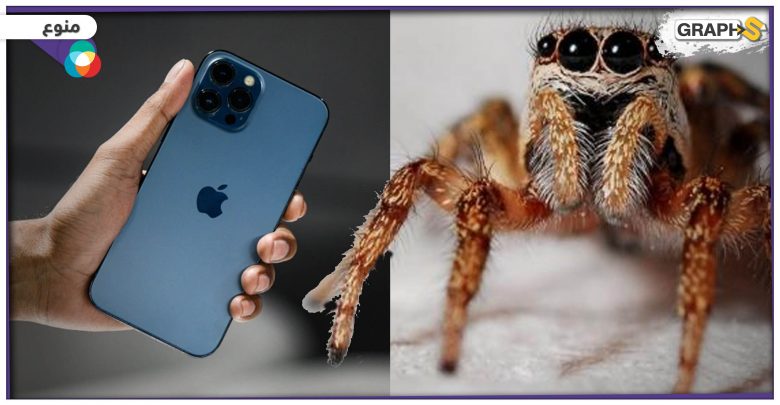 بالفيديو|| العنكبوت يمكنها أن ترى الليزر غير المرئي من كاميرا الآيفون.. اكتشاف بالصدفة