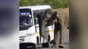 شاهد.. فيل يحاول ركوب حافلة نقل ركاب