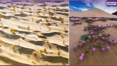 صور لزهور ملونة في قلب الصحراء.. تدهش الليبيين