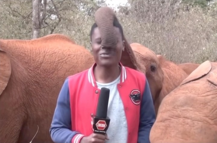 فيل يقاطع مراسلاً كينياً ويمرح معه