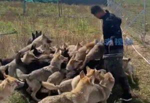 شاهد شاب صيني يعتني ب320 ذئباً (فيديو)