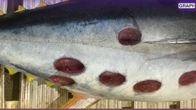 ثقوب مستديرة غريبة على سمكة تونة تثير حيرة مستخدمي الإنترنت