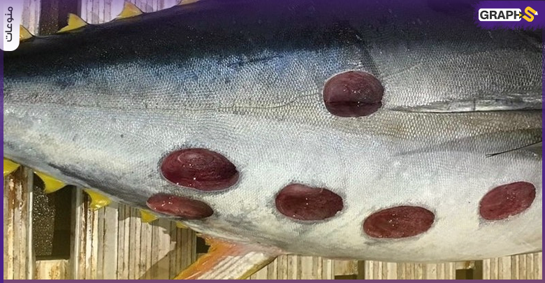 ثقوب مستديرة غريبة على سمكة تونة تثير حيرة مستخدمي الإنترنت