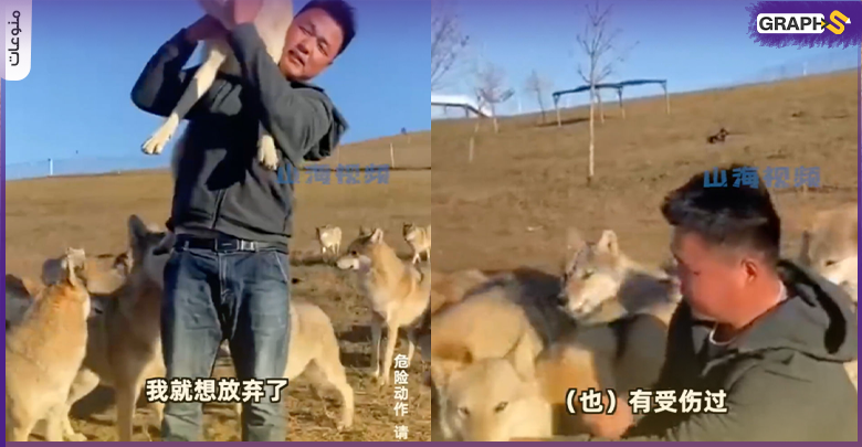 شاهد شاب صيني يعتني ب320 ذئباً (فيديو)
