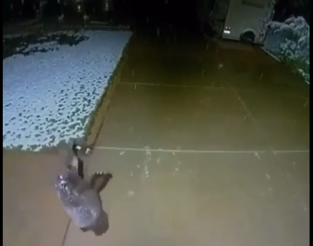 ديسم يرقص فرحاً بالثلج