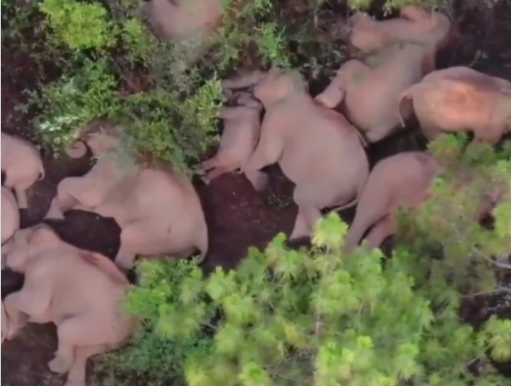 قيلولة لمجموعة فيلة بمشهد وُصف بالنادر خلال موسم هجرة لهم في الصين - فيديو