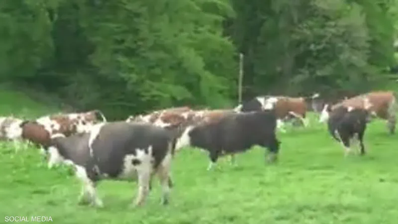 أبقار في كندا تنفذ "الهروب الكبير" وتصبح حديث رواد مواقع التواصل الاجتماعي -فيديو