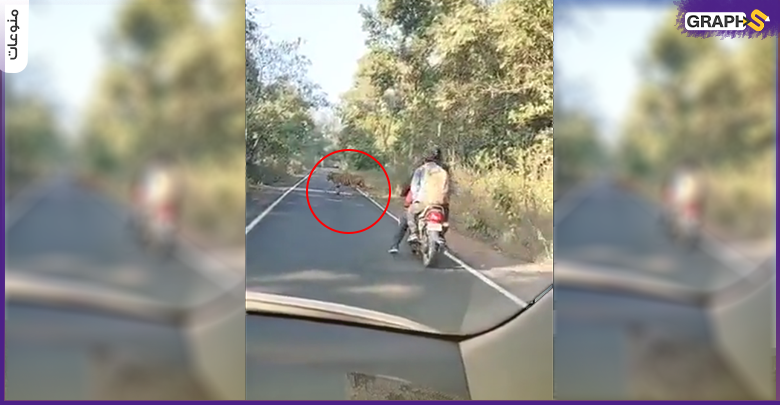 سائق دراجة يظهر نمر أمامه فجأة ماذا حدث بعد ذلك؟