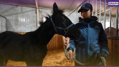 في الصين: "استنساخ أول حصان" من سلالة نادرة ألمانية -فيديو