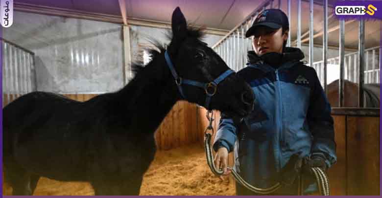 في الصين: "استنساخ أول حصان" من سلالة نادرة ألمانية -فيديو