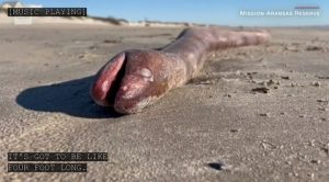 العثور على مخلوق"نادر" يبلغ طوله 4 أقدام على شاطئ ولاية تكساس الأمريكية