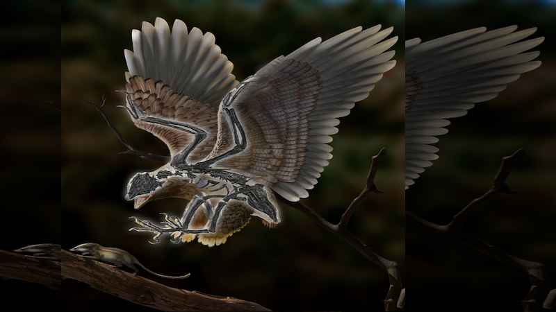 حيوان برأس ديناصور وجسم طائر