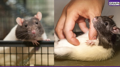 دراسة الفئران تشعر بالسعادة عند مشاهدة فئران أخرى سعيدة... والبشر"بيحسدوني لما بضحك"