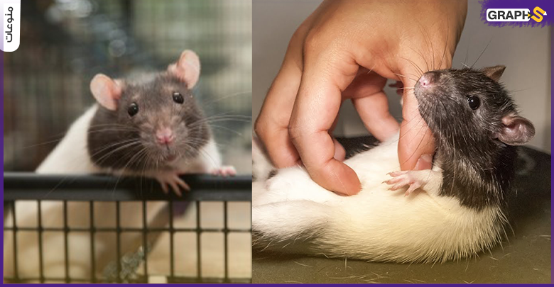 دراسة الفئران تشعر بالسعادة عند مشاهدة فئران أخرى سعيدة... والبشر"بيحسدوني لما بضحك"