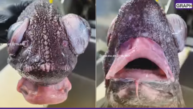 فيديو: شفاه بوتكس وعيون منتفخة مخلوق غريب من أعماق البحار يثير الحيرة