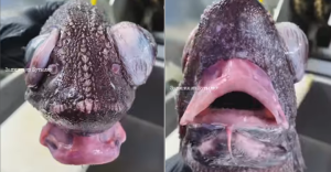 فيديو: شفاه بوتكس وعيون منتفخة مخلوق غريب من أعماق البحار يثير الحيرة 