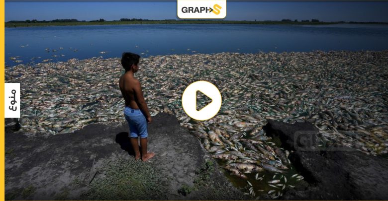 نفوق عشرات الأطنان من الأسماك في الأرجنتين.. وظهور سمكة ملك الرنجة بعيون بشرية في الإكوادور - فيديو