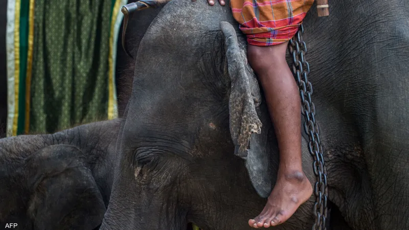 شاهد:  هذا ما حدث لظهر الفيل بعد عقود من حمله السياح 