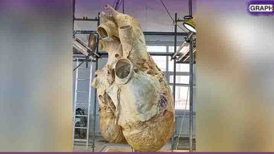 شاهد: حجم قلب أكبر حيوان على الأرض..تُسمع دقاته على بعد 3 كيلو