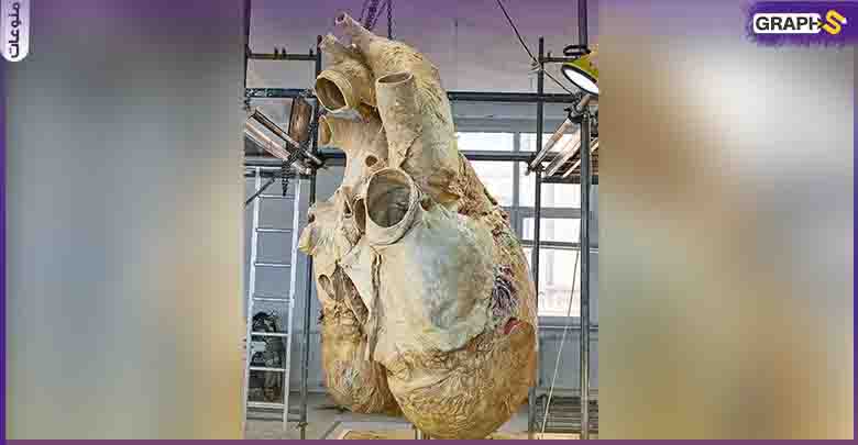 شاهد: حجم قلب أكبر حيوان على الأرض..تُسمع دقاته على بعد 3 كيلو
