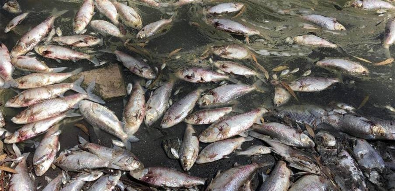 ملايين الأسماك النافقة تغطي سطح نهر في أستراليا