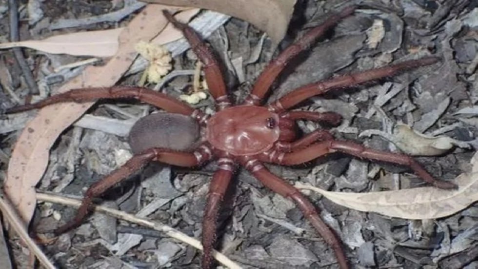 "الباب المسحور"..اكتشاف عنكبوت من نوع نادر في أستراليا