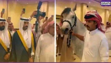 حصان هدية زفاف بالسعودية