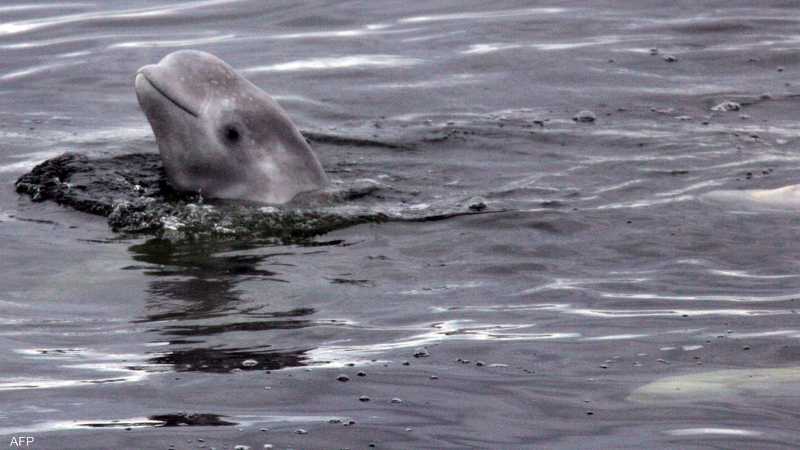 ظهور "الحوت الجاسوس" من جديد في المياه الأوربية وهذه المرة في السويد