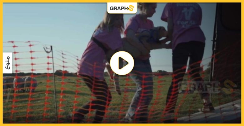 بالفيديو|| فتيات يسرقن خراف من مزرعة الملك تشارلز شرق بريطانيا