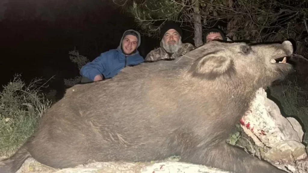 اصطياد خنزير بري ضخم في لبنان