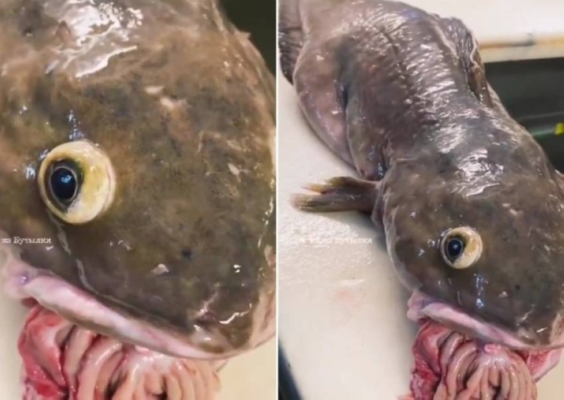 اصطياد سمكة غريبة في روسيا