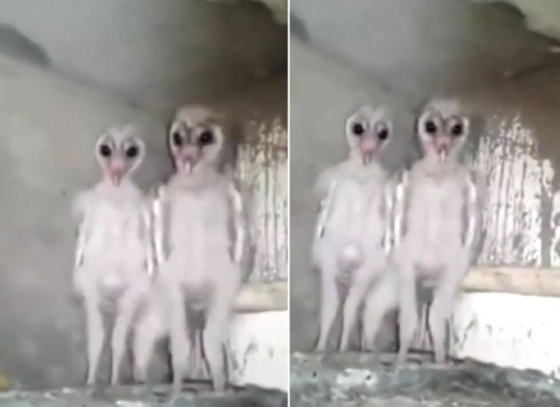 يشبهان الكائنات الفضائية.. مشهد مصور مخيف لطائرين غريبين -فيديو