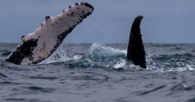 الحيتان الحدباء الأخطر في العالم