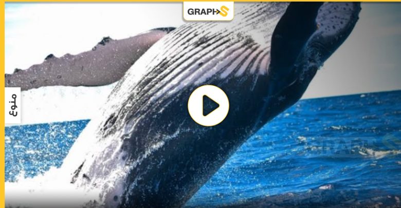 الحيتان الحدباء الأخطر في العالم