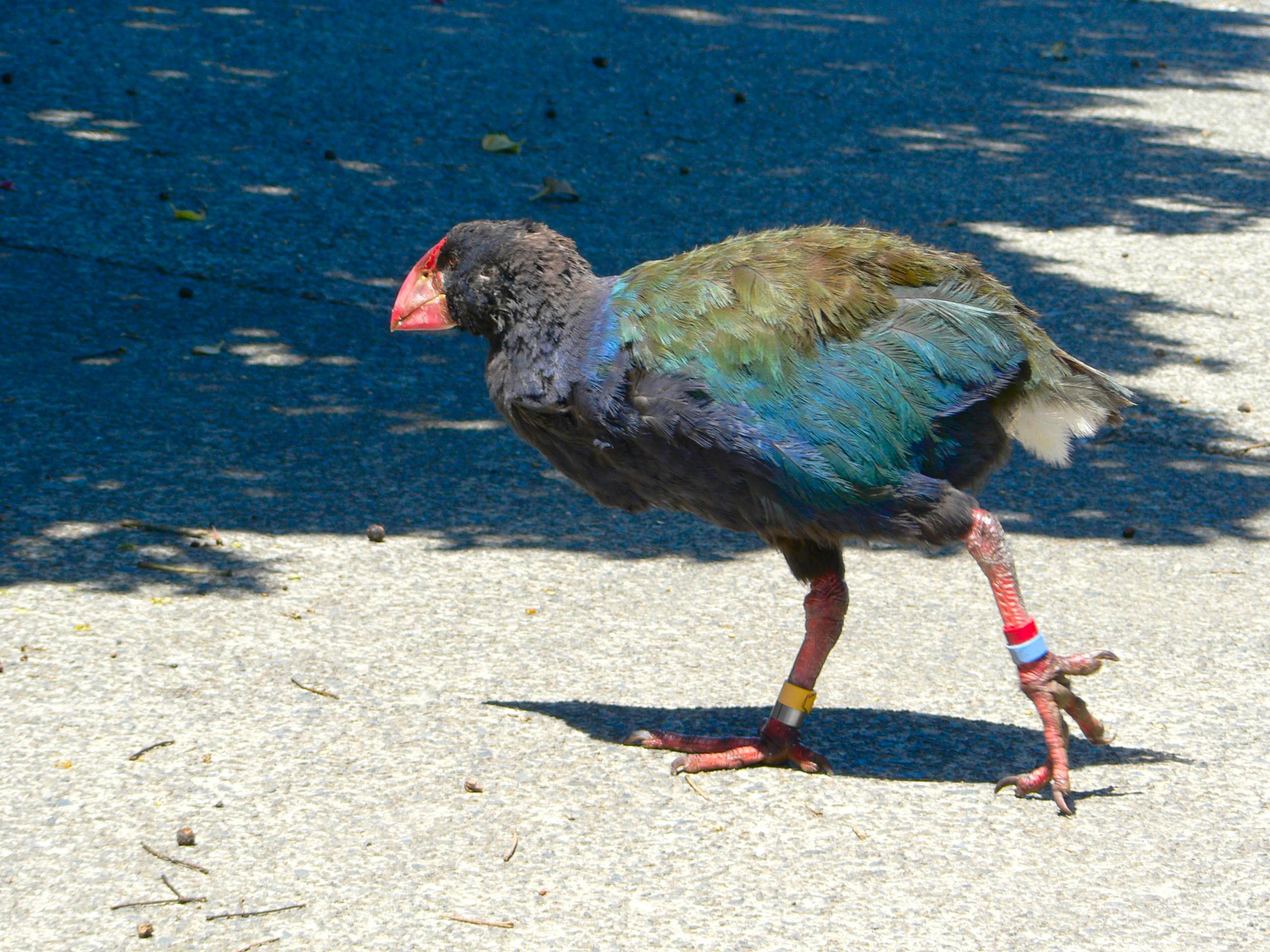 ظهور "الطائر المنقرض" في نيوزيلندا