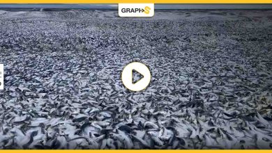 نفوق ملايين الأسماك على شواطئ اليابان