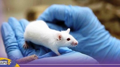 هروب فأر داخل مختبر للفيروسات في الصين -فيديو